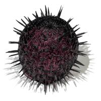 Urchin by Evan Kolker