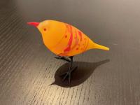Taxi-Cab Yellow, Finch by Shane Fero
